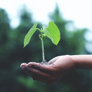 plant sprout in palm of hand