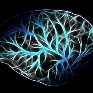image of human brain